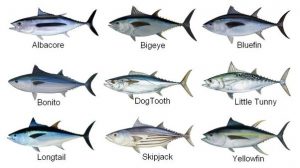 Các loại cá ngừ đại dương